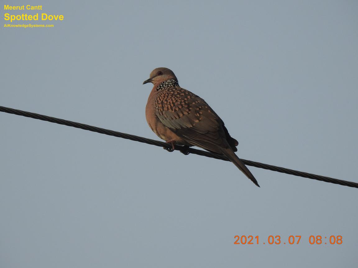 Dove Spotted (107) Coming Soon